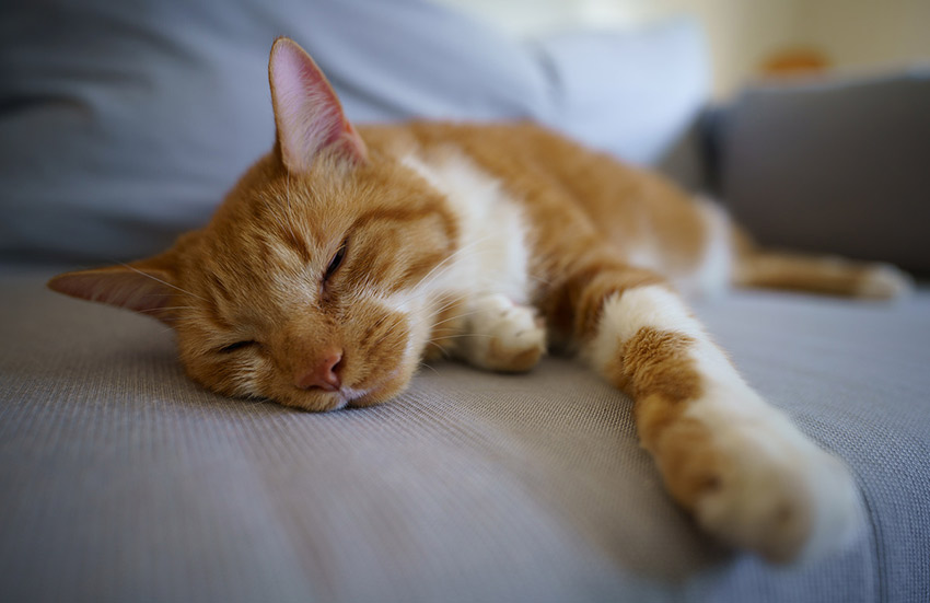 Sony FE 20mm F1.8 G