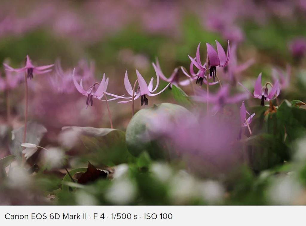 Canon ra mắt bộ đôi ống kính 70-200mm f/2.8L IS mark III và f/4L IS mark II ảnh 12