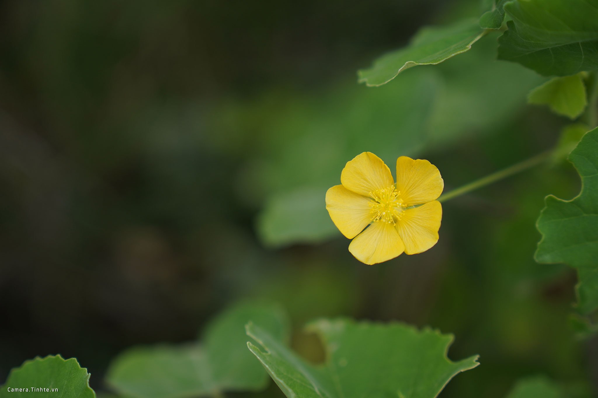 CameraTinhte_A6600_DSC04297.jpg Đang tải CameraTinhte_A6600_DSC04297.jpg…