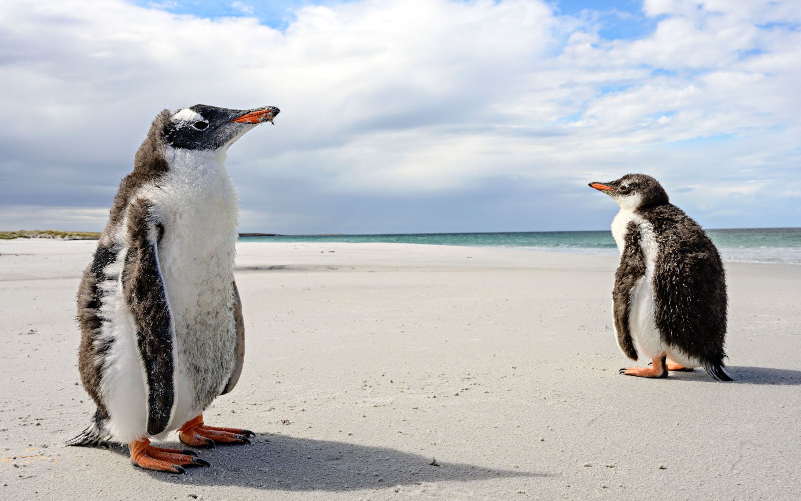 Đang tải Falkland-Islands-_DZ76035-by-Michelle-Valberg.jpg&hellip;